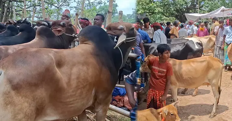 কোরবানির পশু